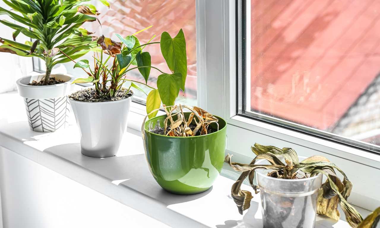 A mini garden on Windowsill Alexanders pro Home improvement